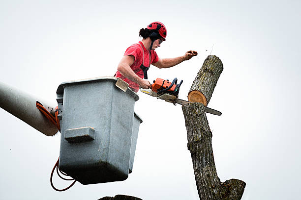 Reliable Gleed, WA Tree Care Solutions