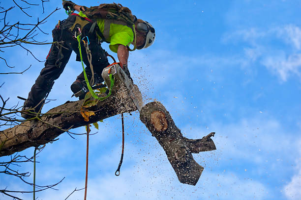 How Our Tree Care Process Works  in  Gleed, WA