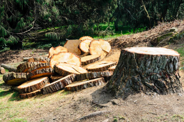 Best Lawn Maintenance Plans  in Gleed, WA